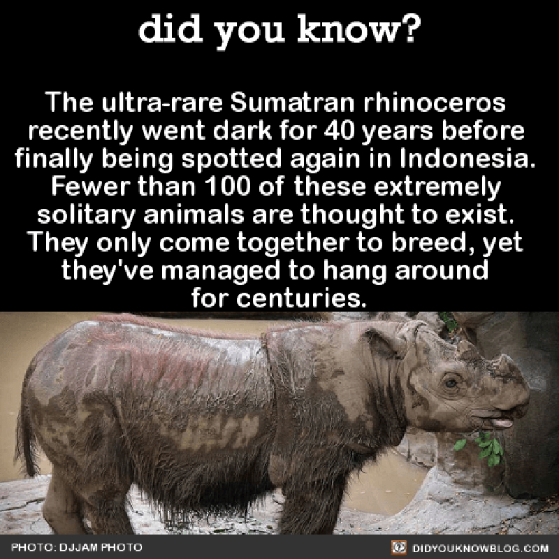 sumatranski nosorog 1A