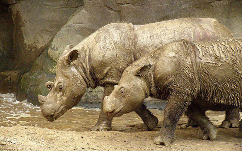 sumatranski nosorog 3