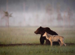 mrki medved i sivi vuk