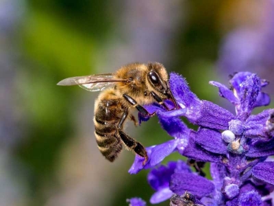 KAKO KLIMATSKE PROMENE UGROŽAVAJU OPSTANAK PČELA?