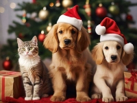 KADA NOVA GODINA PROĐE &ndash; PRAZNIČNO SMEĆE OSTAJE, A ŽIVOTINJE PLAĆAJU CENU